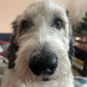 Meet your Posher, Miriam